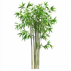 Obraz premium Bamboo plant isolated on white background