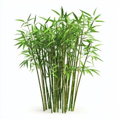 Obraz premium Bamboo grass isolated on white background