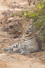 Sri Lankan leopard - Panthera pardus kotiya lying on road and observing surroundings. Photo from Wilpattu National Park in Sri Lanka. Vulnerable species.