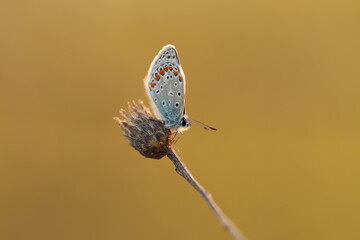 una farfalla licenide al tramonto 
