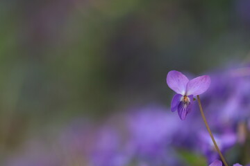 viola mammola in primavera