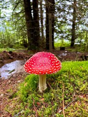 fly agaric mushroom