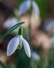 Obraz premium Beautiful close-up of a galanthus nivalis flower