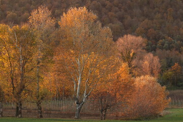 foglie nel bosco in autunno