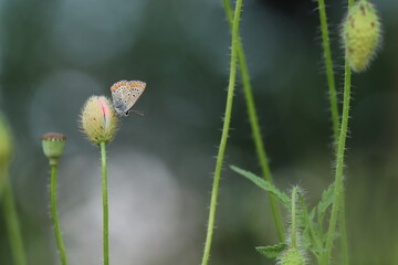 una farfalla licenide al tramonto