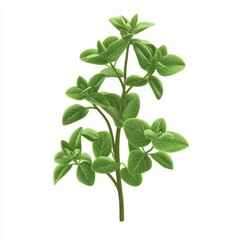 Marjoram plant isolated on white background