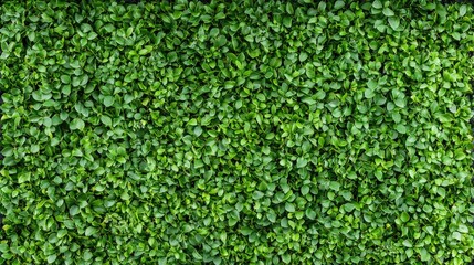 Lush green foliage wall background, nature, backdrop, design, perfect for website, product, or graphic design