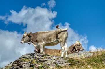 Mucche razza Bruna Alpina, Valtellina, Italia,
