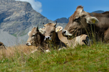 Mucche razza Bruna Alpina, Valtellina, Italia,
