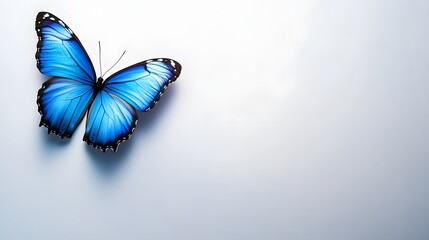 Fototapeta premium Beautiful Blue Butterfly Spreading Its Wings Against a Light Neutral Background