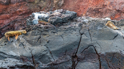Tierwelten auf den Galapagos Inseln