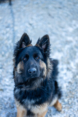 Deutscher Schäferhund im Winter – Nahaufnahme eines aufmerksam blickenden Hundes