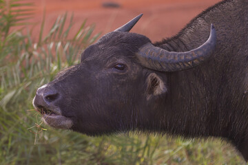 Portrait of wild water buffalo - Bubalus arnee migona also called Asian buffalo, Asiatic buffalo...