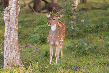 chital or cheetal - Axis axis, spotted deer, chital deer, axis deer goatling at green background. Photo from Wilpattu National Park in Sri Lanka.