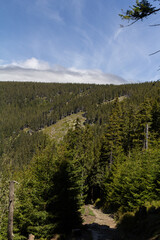 A view of the forest near Sněžka, capturing the tranquil beauty of the Krkonoš region