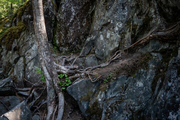Close-up of a pine tree trunk growing on a huge boulder, entangling it with roots.