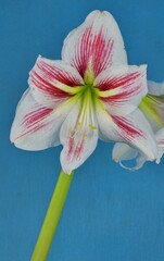 A beautiful amaryllis flower on the blue background.