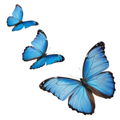 beautiful blue morpho butterflies in flight isolated on white background
