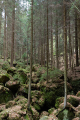 A peaceful forest scene in Adršpašské skály park, with tall trees and a tranquil atmosphere.