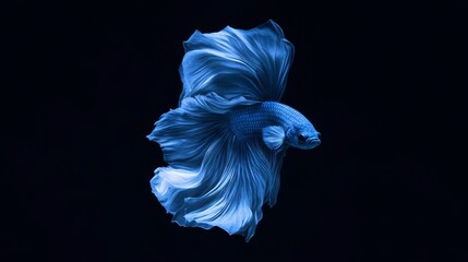 Naklejka premium Elegant Blue Siamese Fighting Fish Aquatic Life Underwater Photography