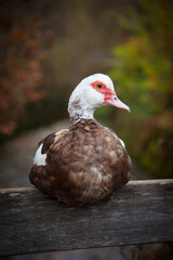 ente