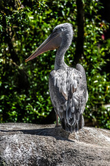 Young white pelican on the stone. Latin name - Pelicanus onocrotalus