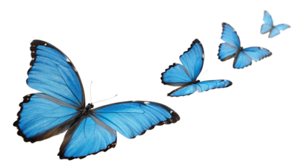 realistic blue morpho butterfly evolution showing flight stages on a white background