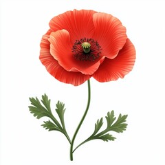 Obraz premium Poppy flower isolated on white background