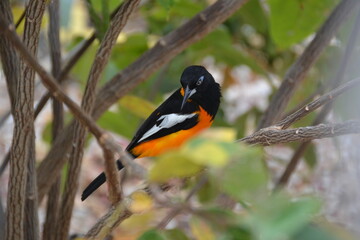 Troupiaal bird in tree