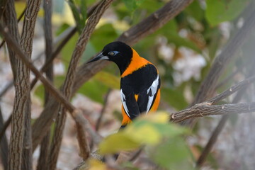 Troupiaal bird