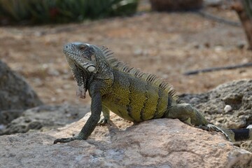 Iguana in the sun