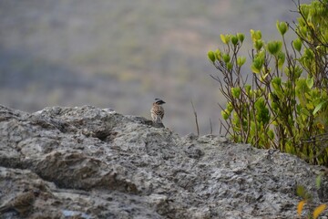 Little Bird at the Summit of Christoffelberg, Curaçao