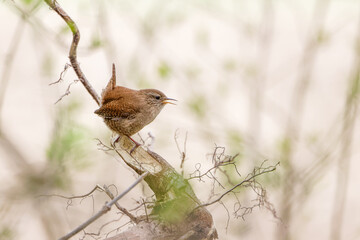 Zaunk&ouml;nig sitzt auf einem Ast und singt