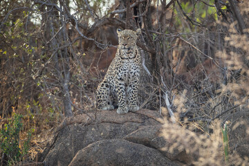 A leopard sits on a rock in the early morning