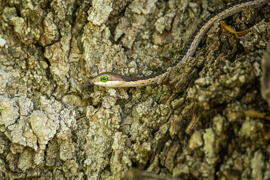 A boomslang in a tree