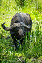 Obraz premium A cape buffalo with big horns in a mud puddle near long green grass