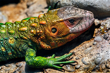 Guiana caiman lizard also known as northern caiman lizard. Latin name - Dracaena guianensis