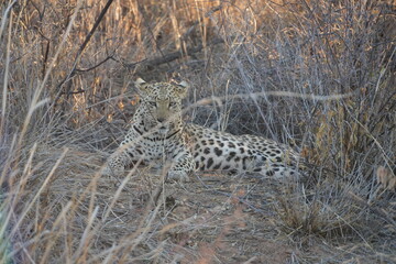 Leopard resting in the bush
