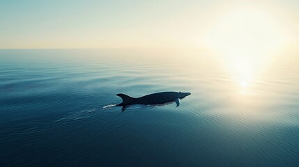 Fototapeta premium Peaceful dolphin gliding through calm water at dawn high resolution picture