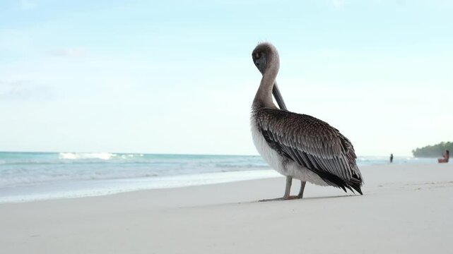 a pelican on the beach cleans its feathers