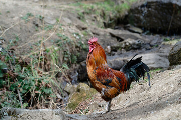 rooster