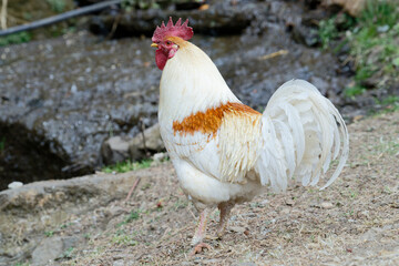 rooster