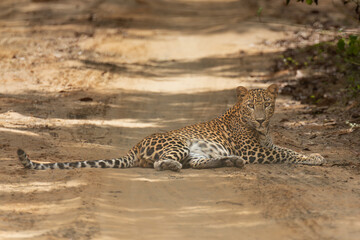 Sri Lankan leopard - Panthera pardus kotiya lying on road and observing surroundings. Photo from Wilpattu National Park in Sri Lanka. Vulnerable species.