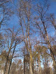 trees and sky winter forest 