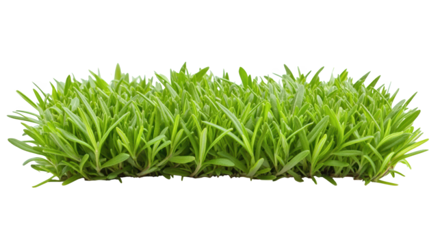 Highresolution green grass png, transparent background images for natureinspired designs, graphics, and overlays
