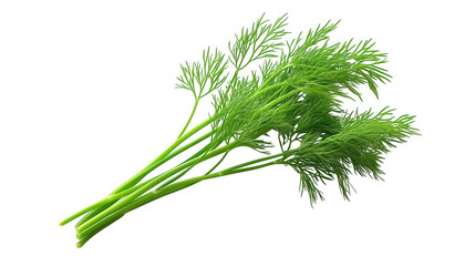 Closeup of fresh green dill, a vibrant culinary herb for flavorful dishes fresh