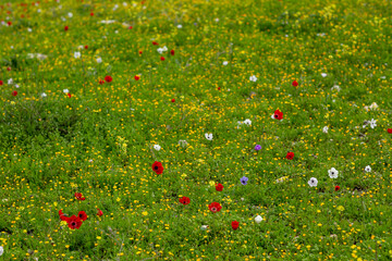 field with summer flowers, green grass and red pops