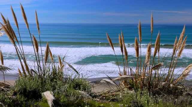 Pampas Grass and reeds on the beach by the water with a blue sky and calm sea