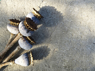 Bloomed poppy flower in natural conditions, harvesting in the field, head close-up