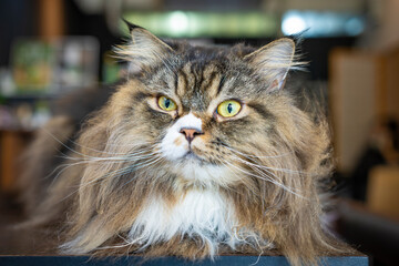 Portrait of Persian cat .